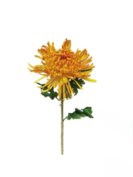 Хризантема Лебединая песня - Оранжевый