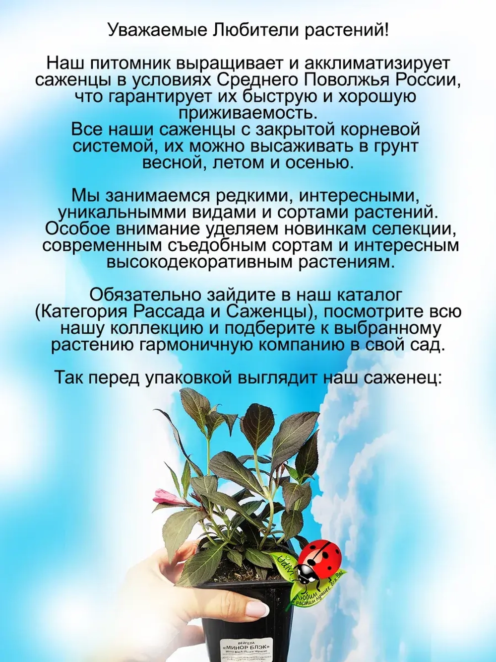 Вейгела Минор Блэк тёмнолистная