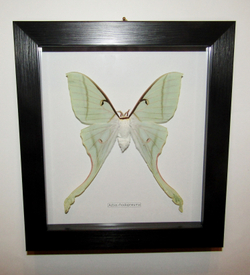 Бабочка Actias rhodopneuma cамка в рамке