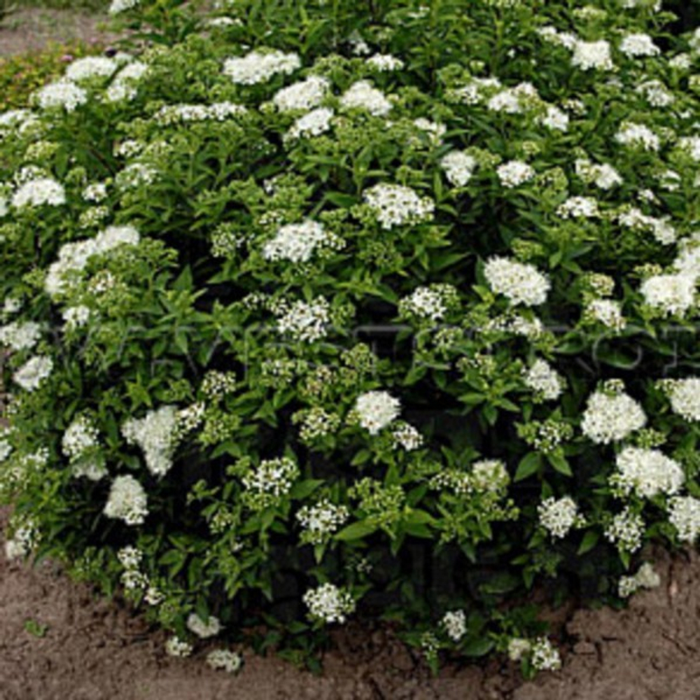 Спирея японская Альбифлора С5 30-40