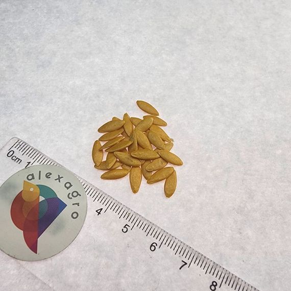 НАЙЛ F1 семена огурца Enza Zaden описание