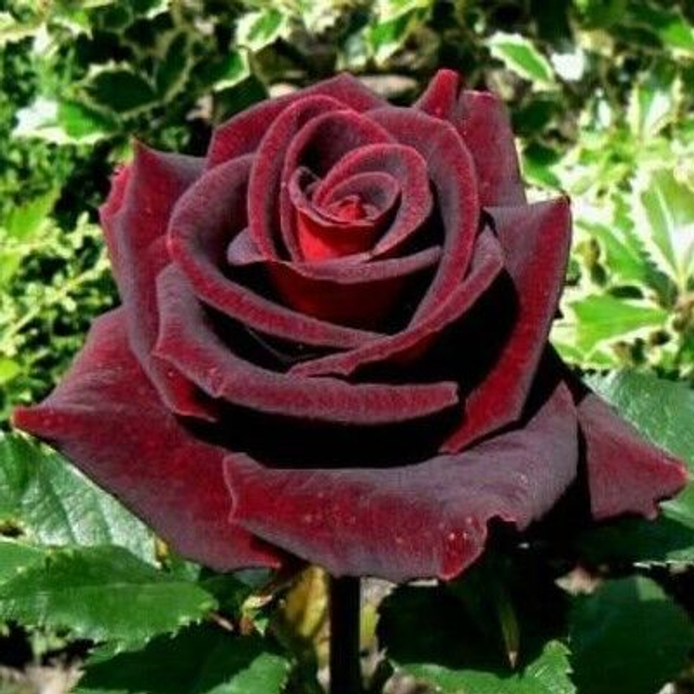 Роза чайно-гибридная "Black Magic"