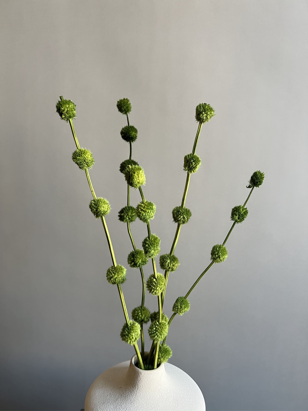 Гомфрена шаровидная стабилизированная зеленая