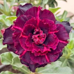 Адениум обесум 369