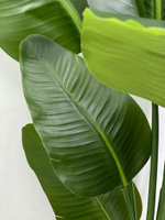 Равенала 150 см