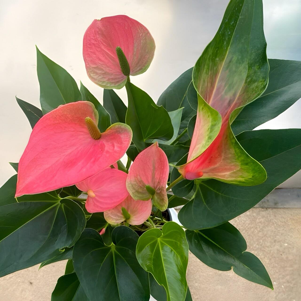 Антуриум Андре MELITO