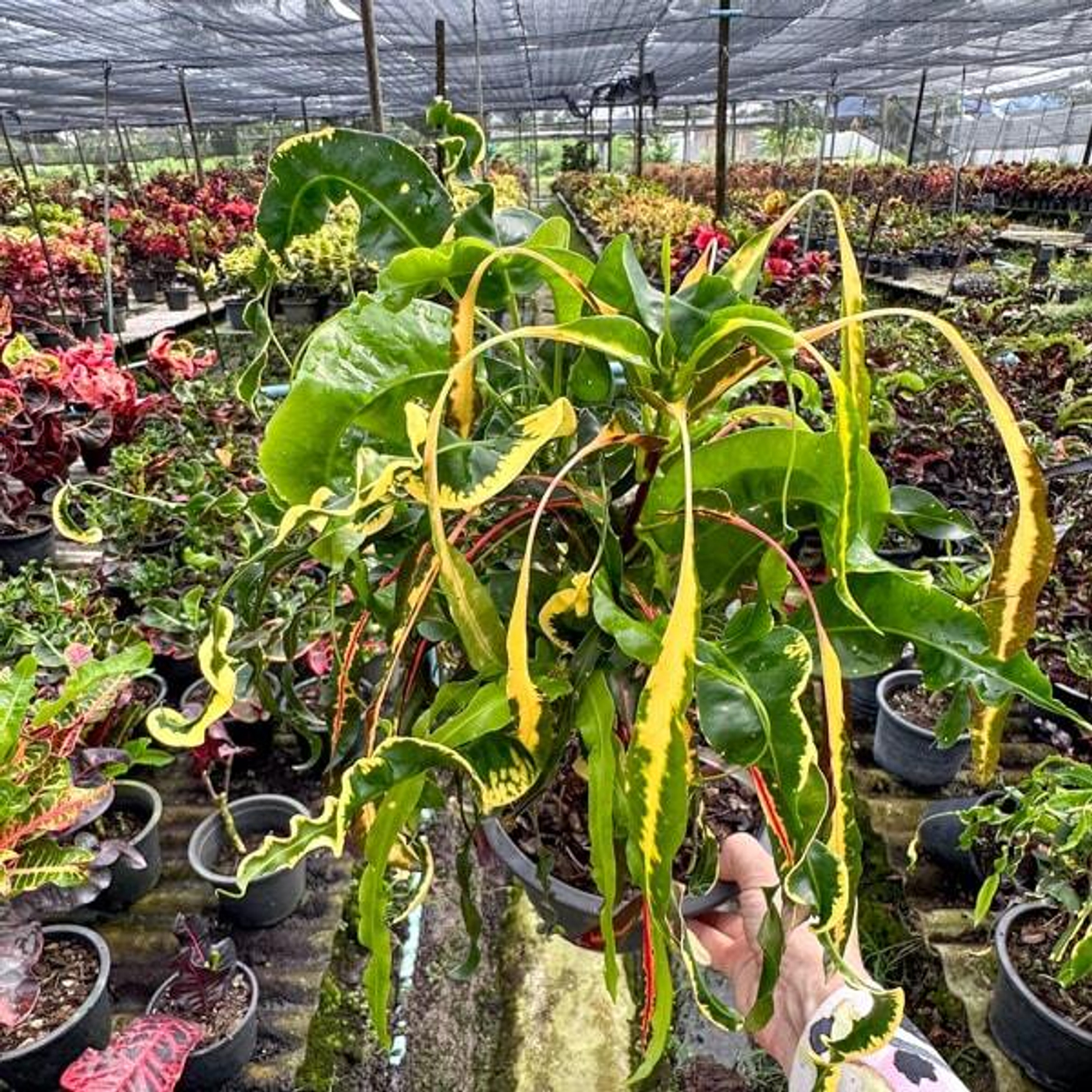 Грунты, субстраты и подкормка (удобрения)