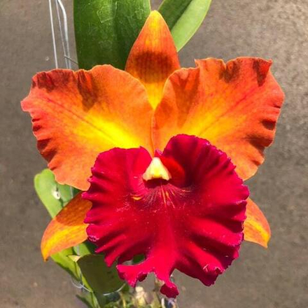 Орхидея ринхолелиокаттлея RLC. HEY SONG ORANGE