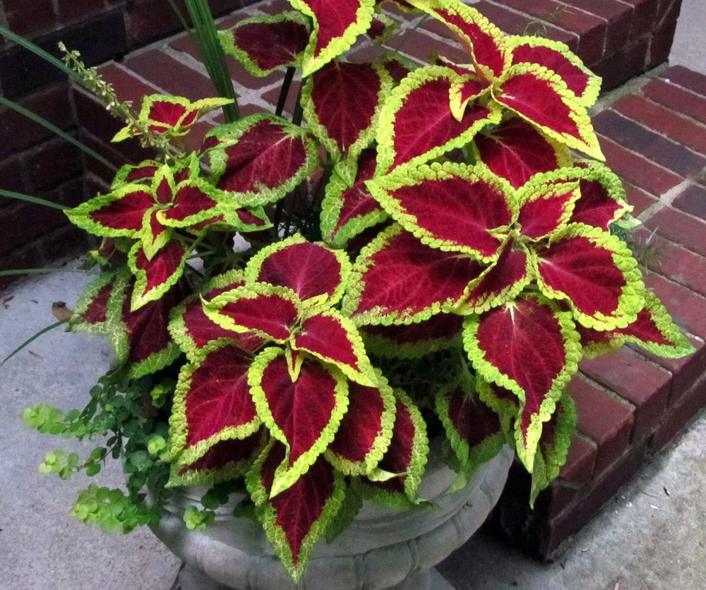 Колеус Визард