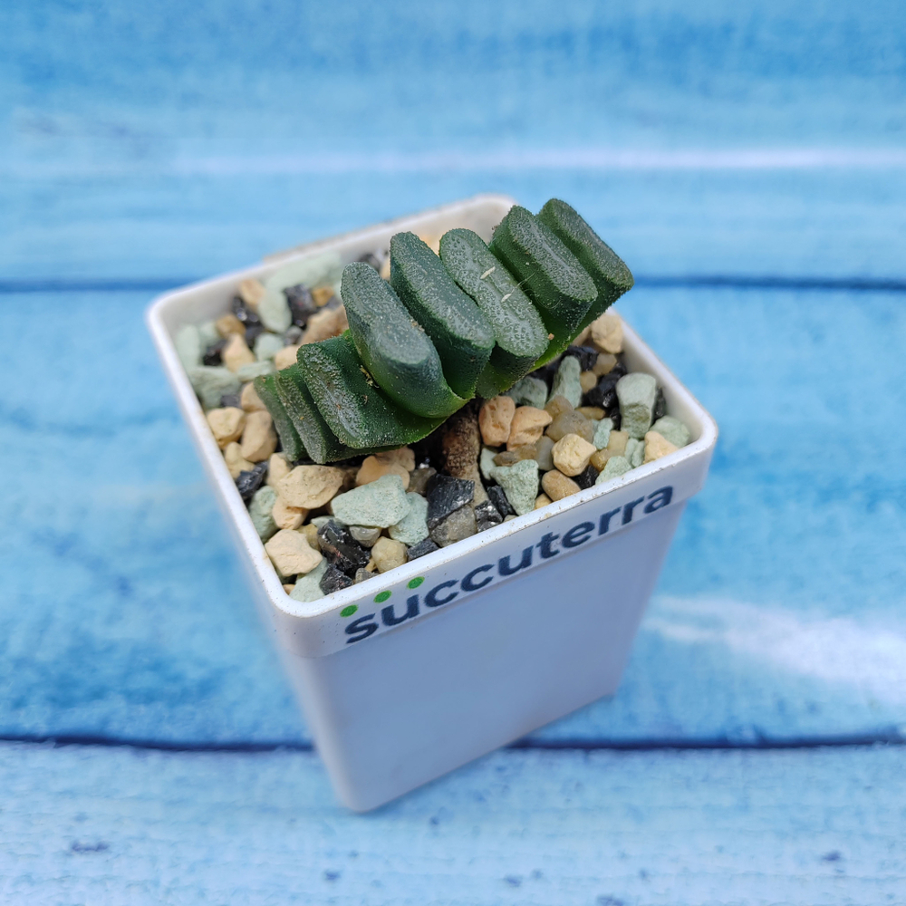 Haworthia Truncata (Хавортия)
