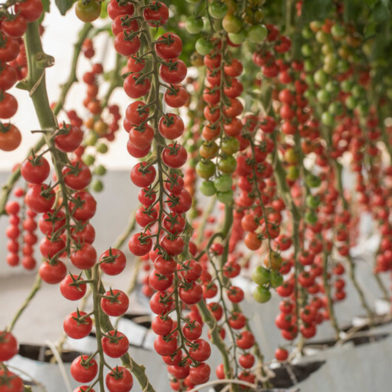 Шерами_F1_семена_томата_индетерминантного_Rijk_Zwaan_культура – фото 2