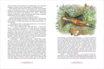 Гофман Э. Т. А. Щелкунчик. Крошка Цахес (Любимые детские писатели)
