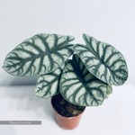 Алоказия Сильвер Драгон