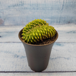 Gymnocalycium Spineless Crested form (Гимнокалициум Кристатный)