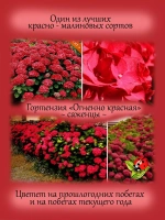 Гортензия Огненно красная Хот ред крупнолистная