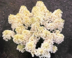 Гортензия метельчатая Милк энд Хани- Молоко и Мёд (Hydrangea paniculata `Milk and Honey`)
