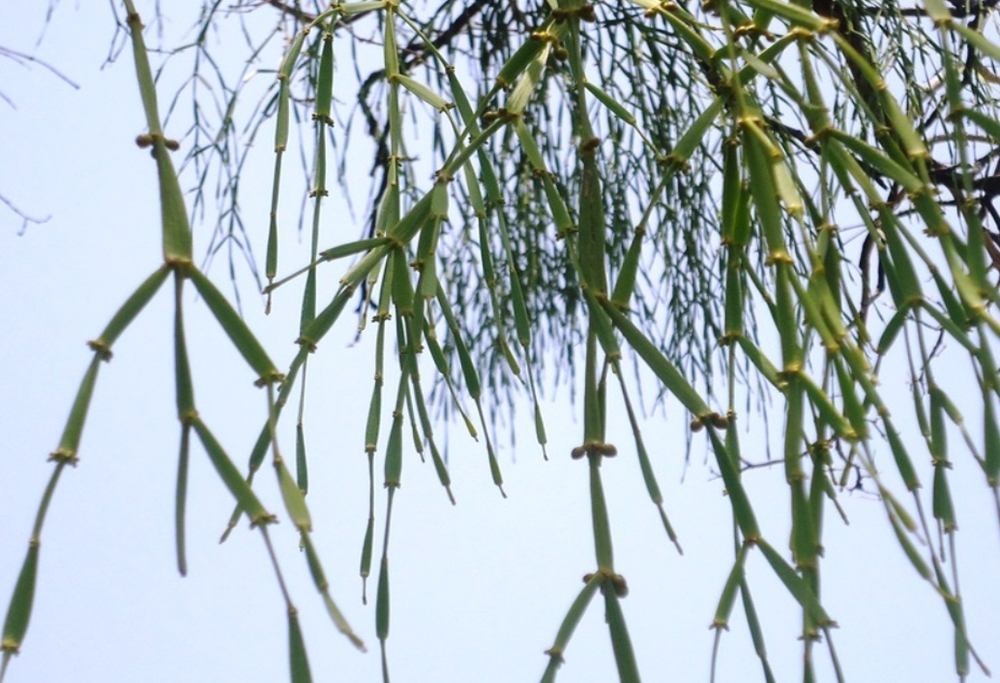 620001 Чай прессованный зеленый Пуэр Шэн "Сэнчжун, Крабьи Лапки из Цзинмай", ци цзы бин 357гр