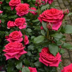 Режис Маркон (Regis Marcon)