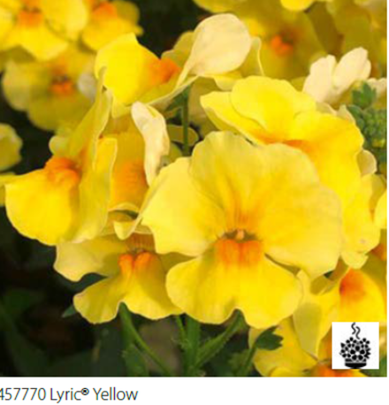 Немезия Lyric Yellow укорененный черенок ОКС конец ноября