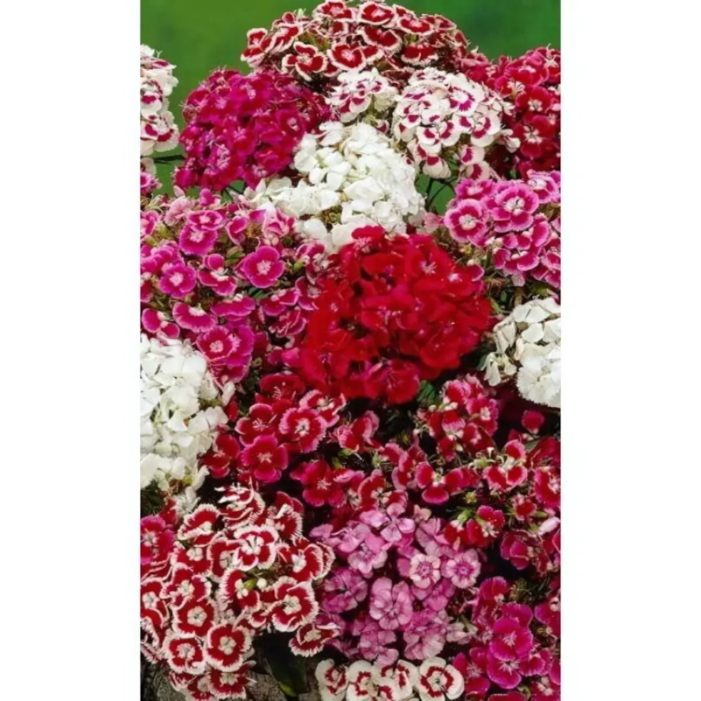 Семена Гвоздика турецкая Индийский ковер (УД) Е/П