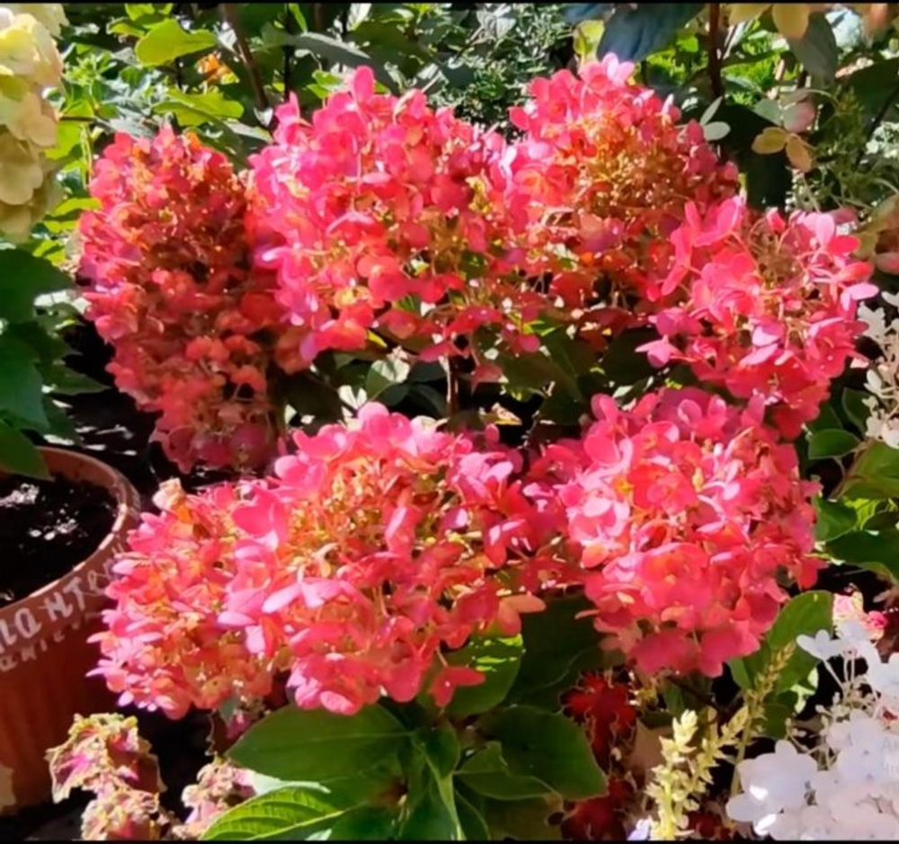 Гортензия метельчатая Литтл Рози Р9 Закупка М59 апрель 2026