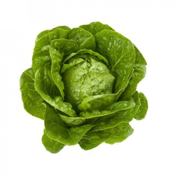 КВИНТУС семена салата Rijk Zwaan купить – фото 1