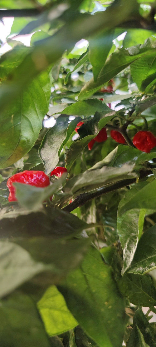 Семена Carolina Reaper