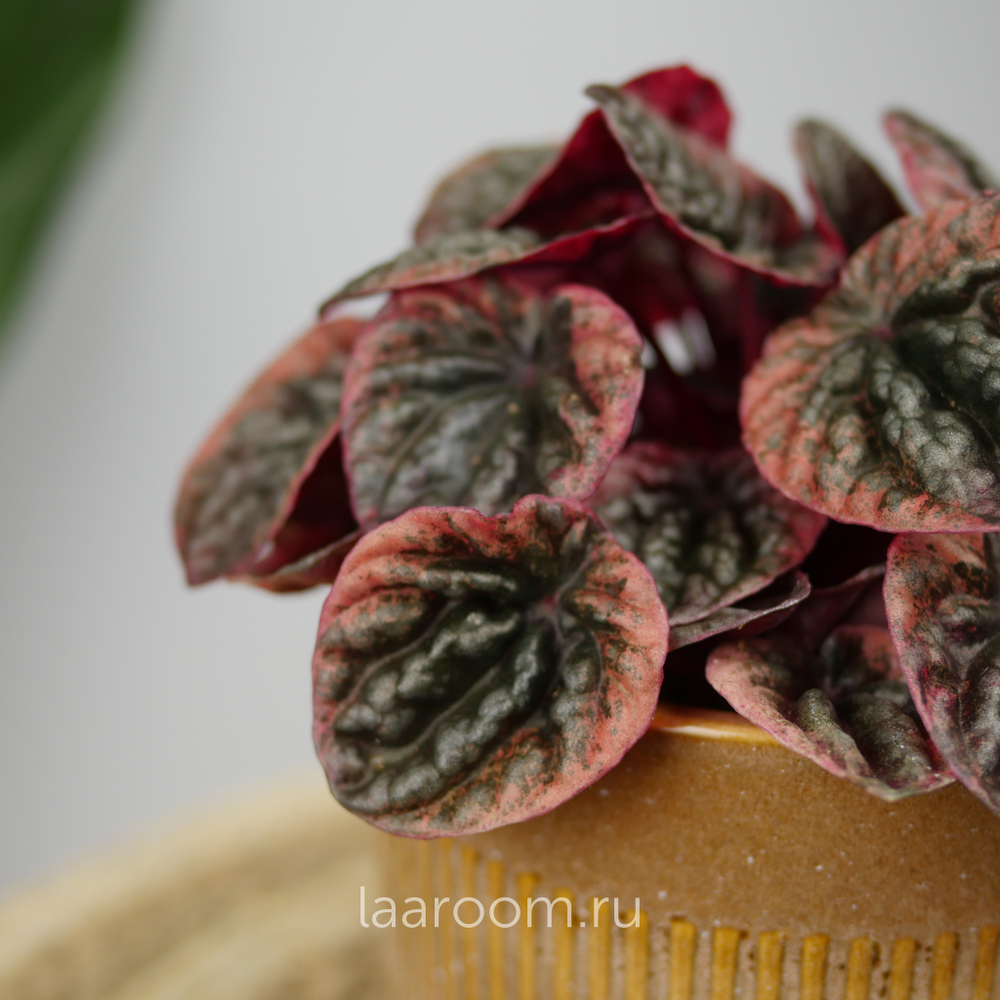 Пеперомия Абрикос 11/20