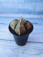 Astrophytum Myriostigma monstrosa (Астрофитум)