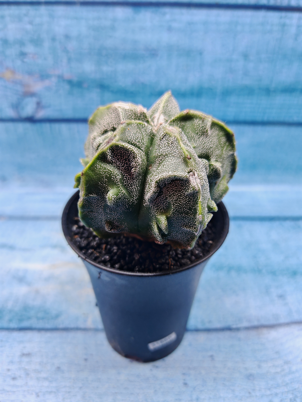 Astrophytum Myriostigma monstrosa (Астрофитум)