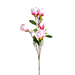 Цветок MAGNOLIA