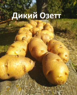 Картофель семенной дикий Озетт, Ozette potato wild, комплект из 10 клубней