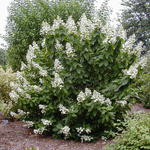 Гортензия метельчатая Тардива