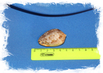 Ципрекассис тестикулус (Cypraecassis testiculus) размер 3,2 см.