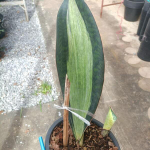 Сансевиерия BRUDA