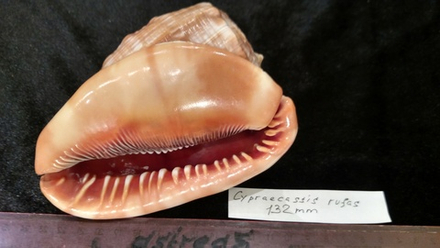 Ципреякассис Руфа 127-142мм