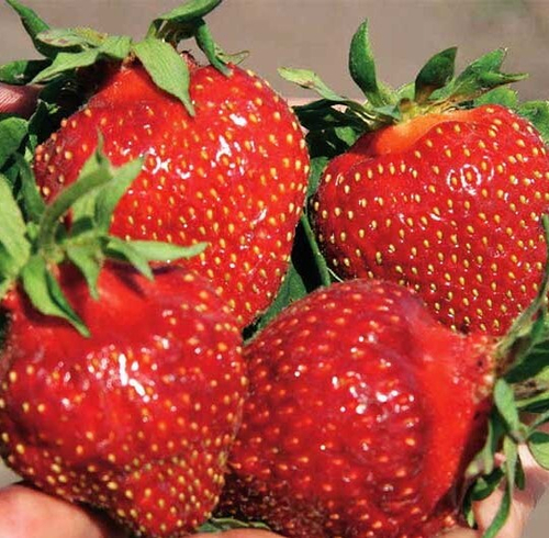 Джемма (Gemma), Италия