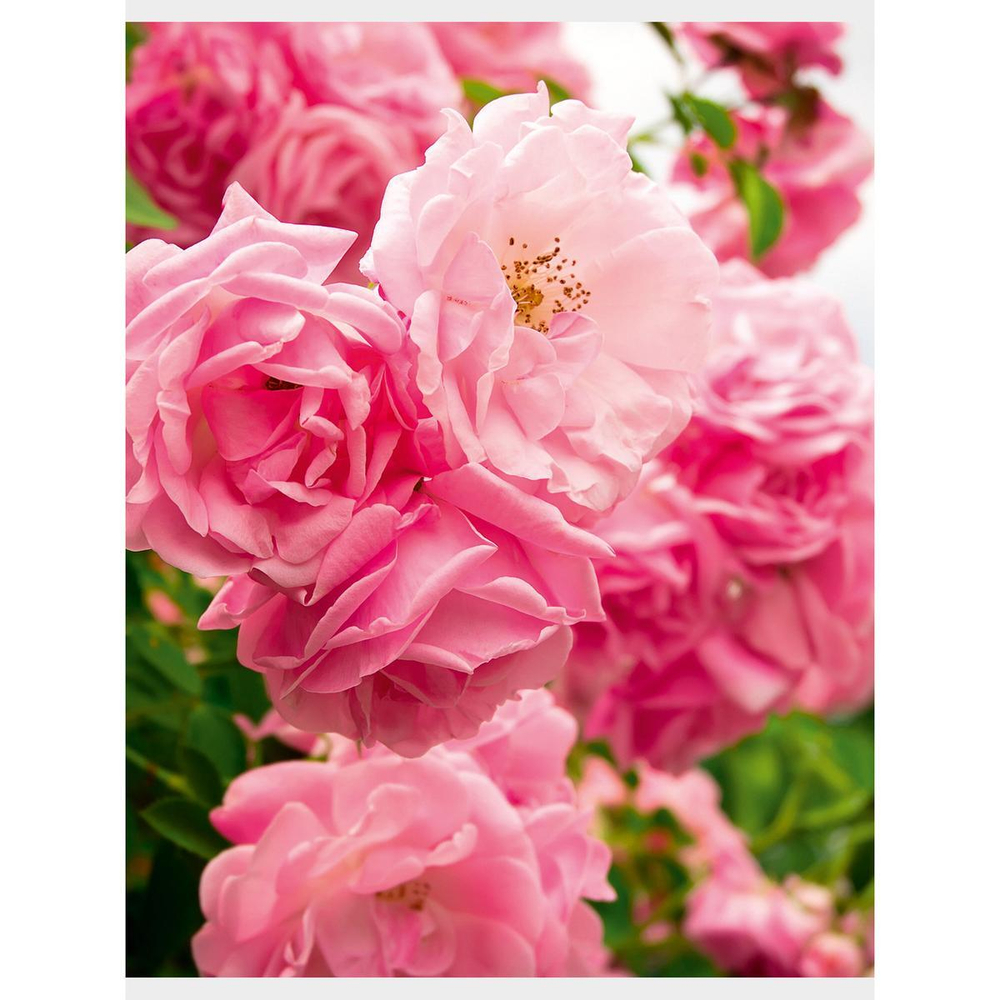 Тетрадь А4 80л клетка "Чайная роза" (Эксмо)