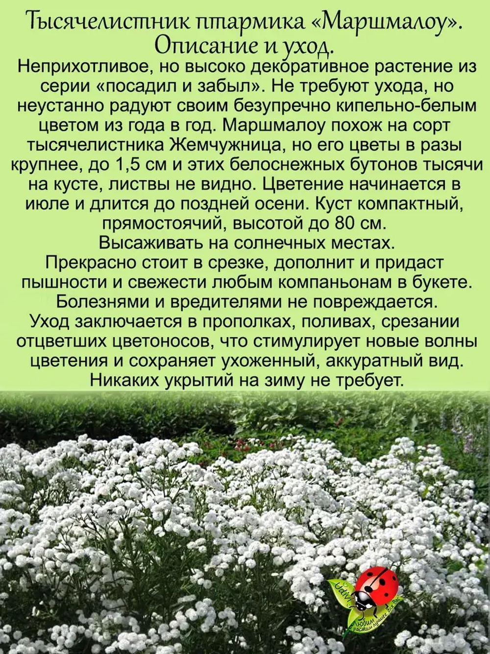Тысячелистник маршмеллоу птармика аналог гипсофилы