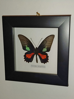 Бабочка Parides neophilus в рамке