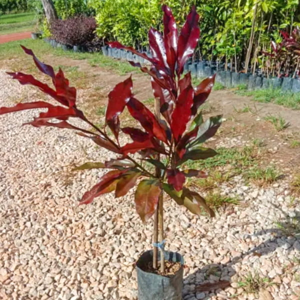 Цербера одоллам красная – Cerbera щdollam red