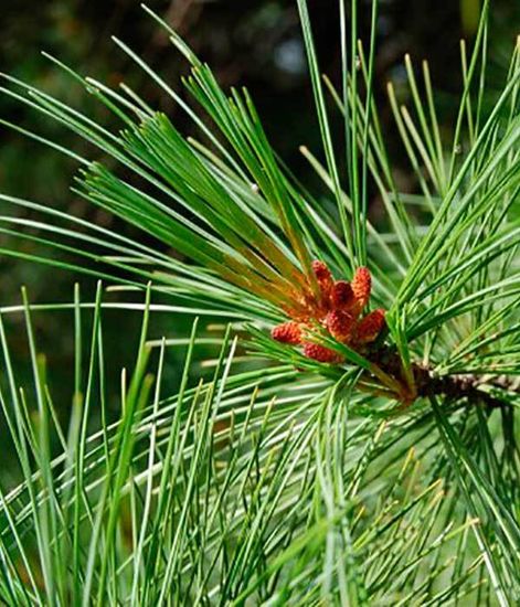 Ароматический диффузор Праздничный город, Bago home