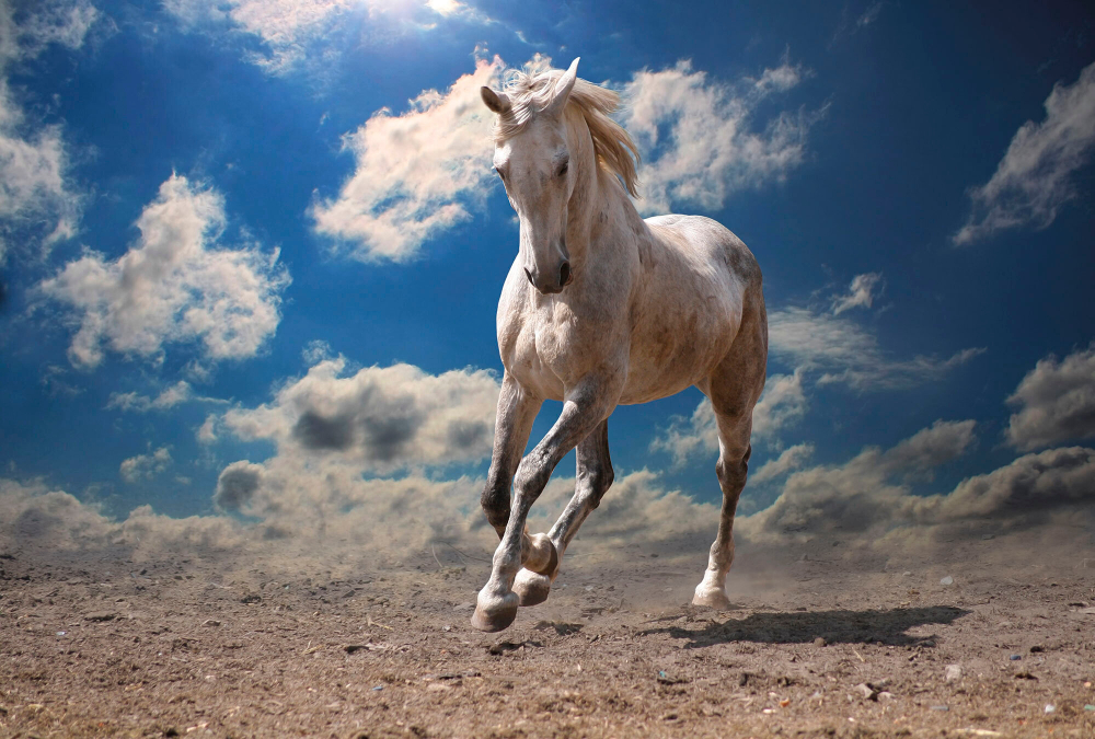 Коллекция Животные