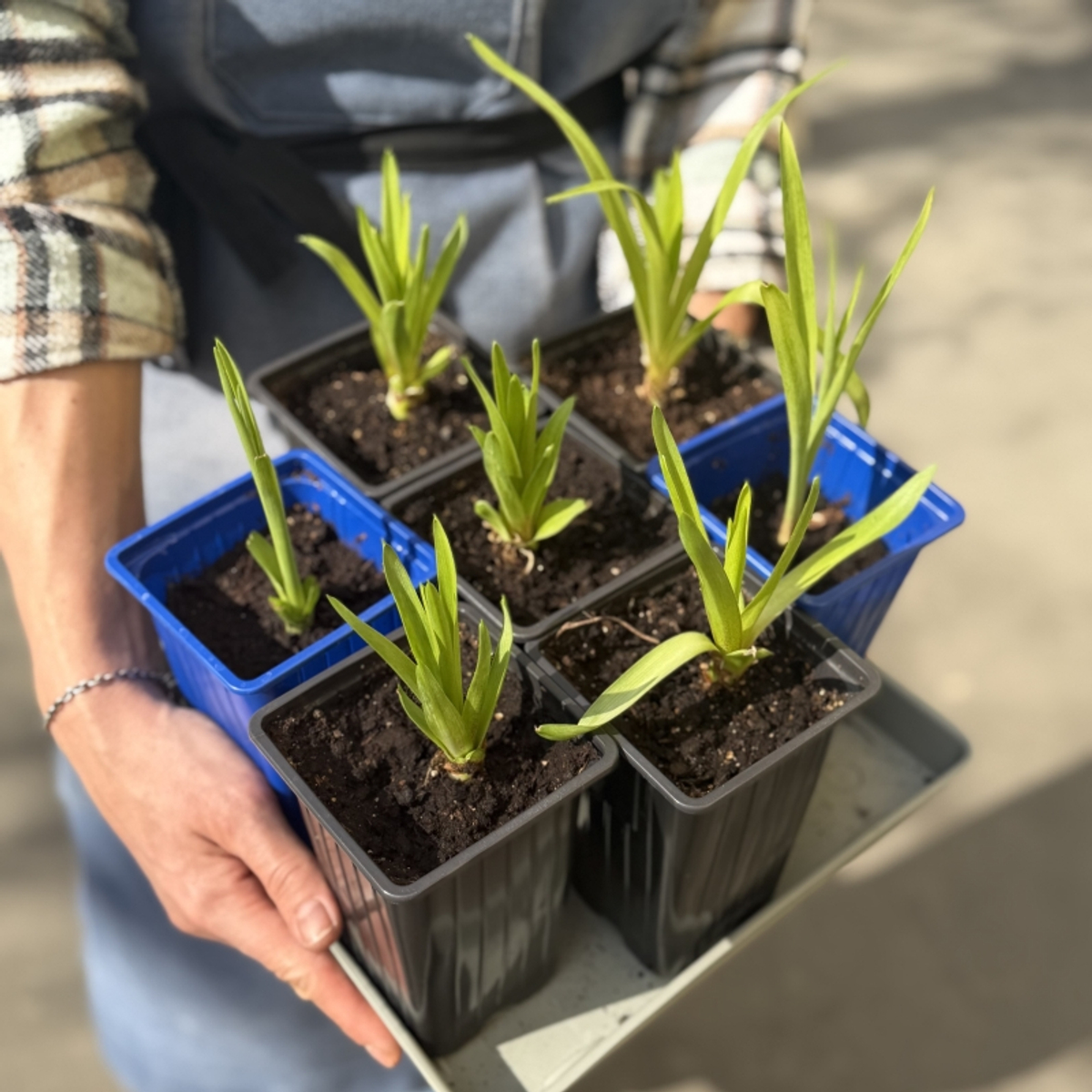 тубероза Сенсейшн (Polianthes tuberosa Chia Nong Sensation) — в горшочке — пора высаживать