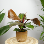 Филодендрон Санлайт 12/30