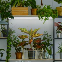 Фитолампа для растений светодиодная ЭРА FITO-9W-Ra90-Т8-G13-NL полного спектра 9 Вт Т8 G13