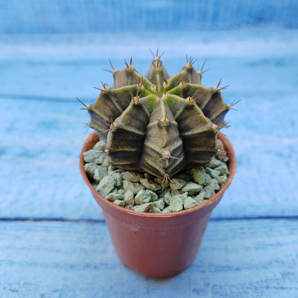 Gymnocalycium Friedrichii (Гимнокалициум)