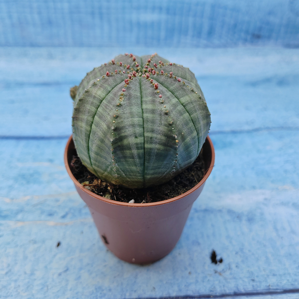 Euphorbia Obesa (Эуфорбия)