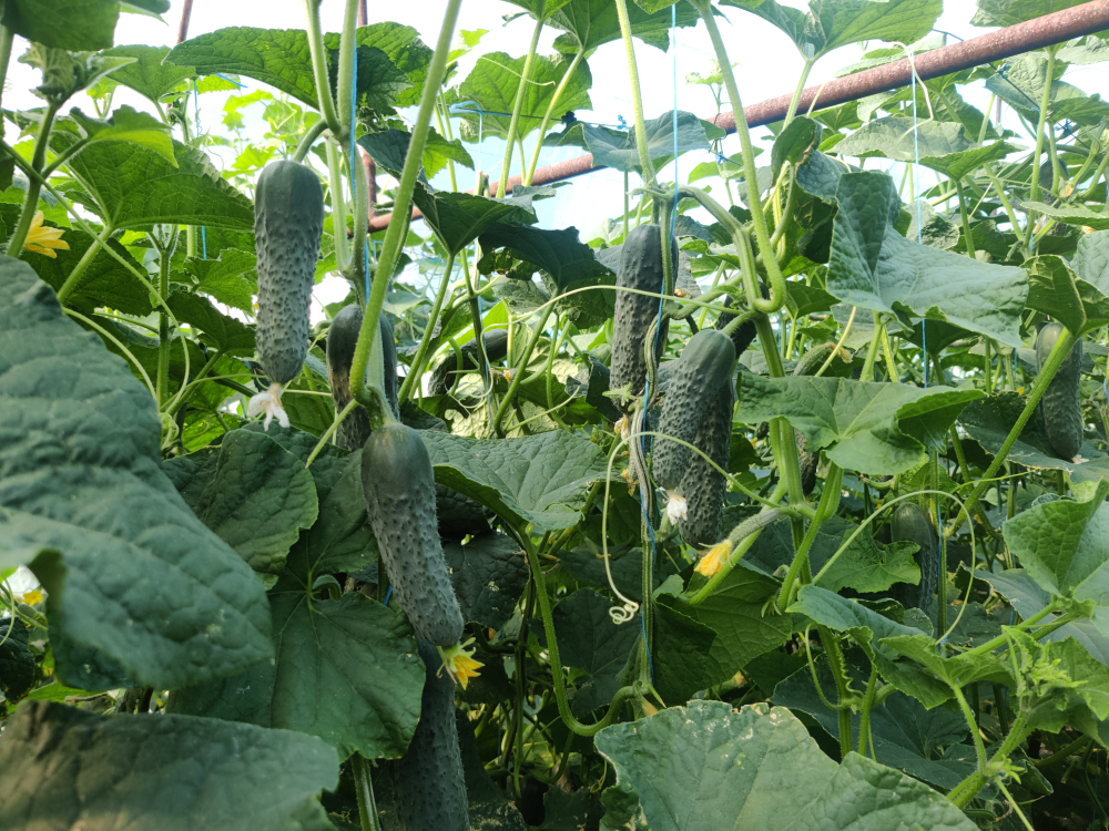 Янычар F1 семена огурца партенокарпического ( Yuksel Tohum / )