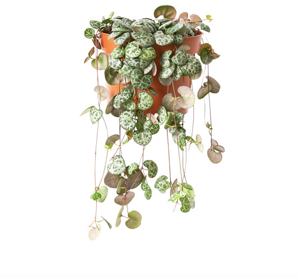 Церопегия Вуда D9см